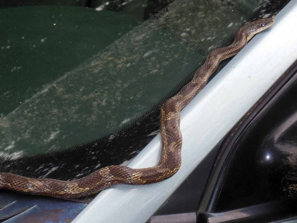 snake bite a man during rescue in rishikesh