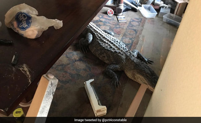 After the Harvey storm, a 9-feet crocodile found in a young man house