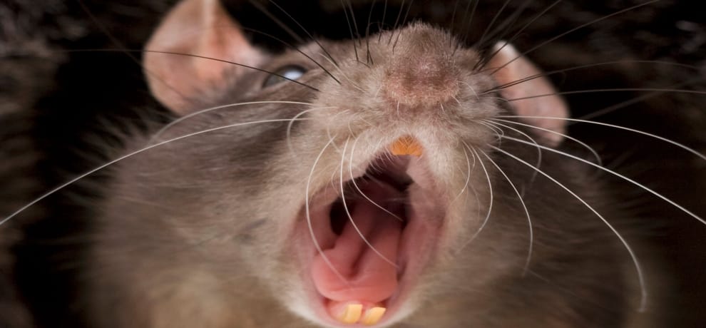 bihar minister blame rats for weakening embankments and causing floods