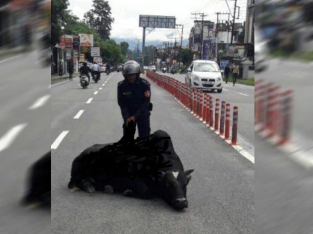 bull turns into big problem for police