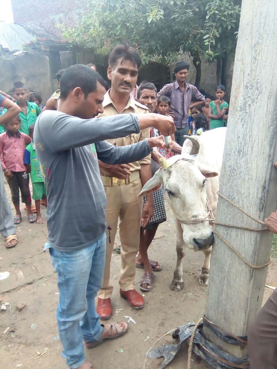 daroga saves life of cow