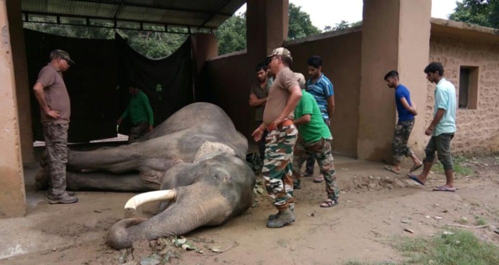 rajaji tiger reserve wild elephant killed pet elephant