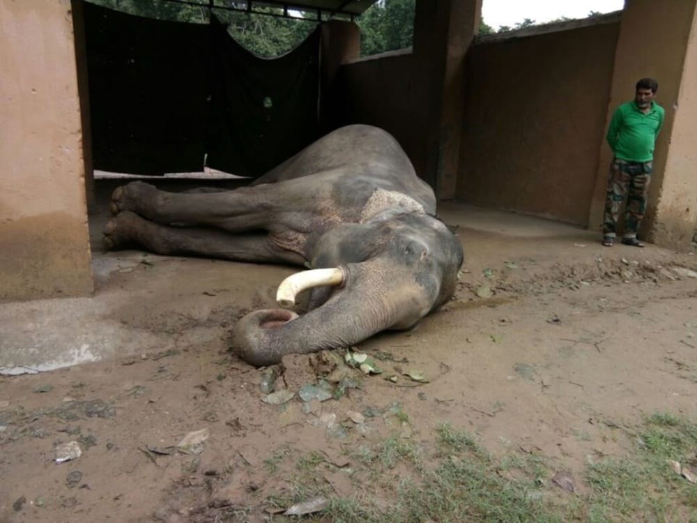 elephant death due to Current in high tension line