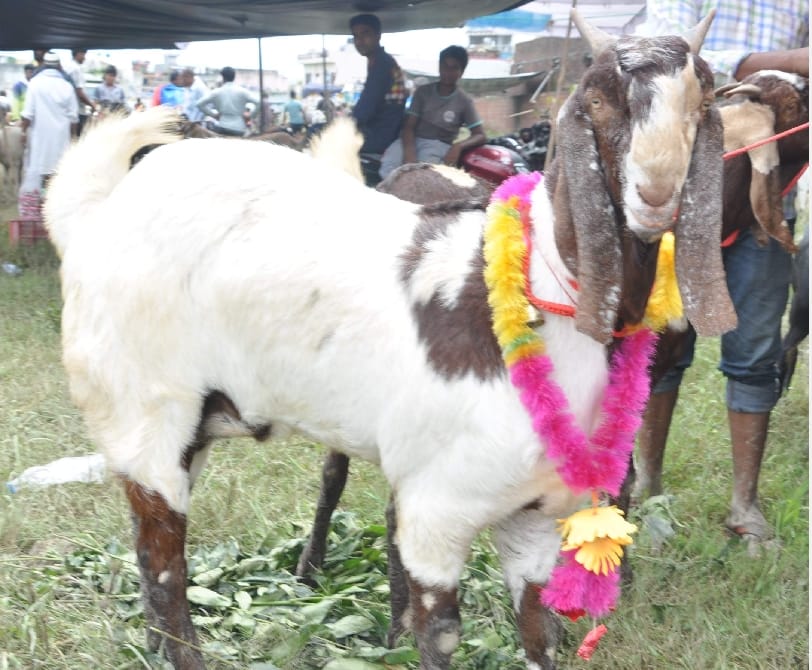 Dry fruits and goats rate high on eid al adha