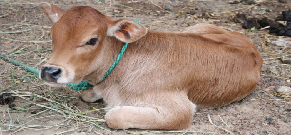 किसानों ने खुले घूम रहे मवेशी अहाते में बंद किए