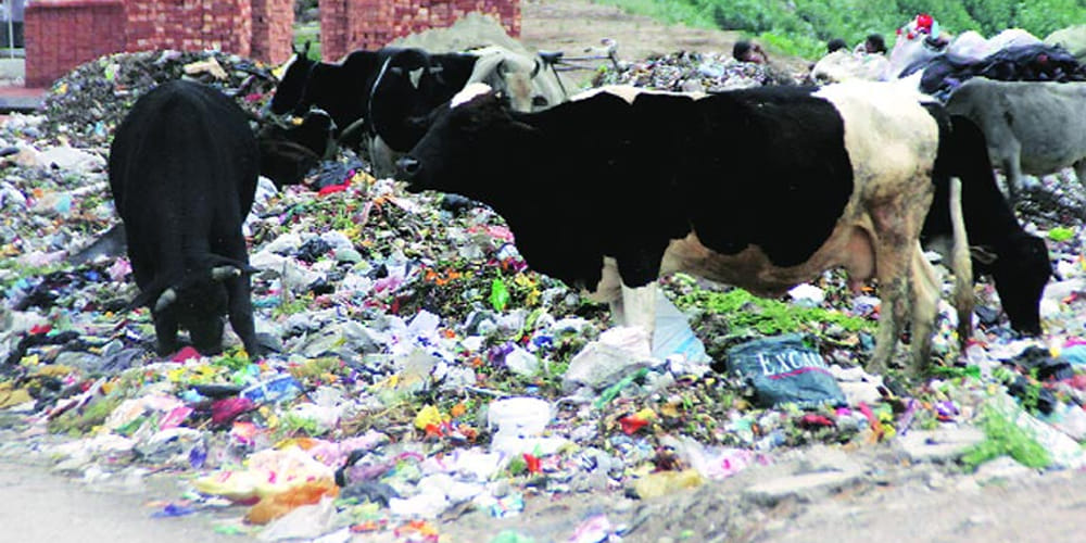 Stray cows making a trouble for up people know what is the truth in meerut