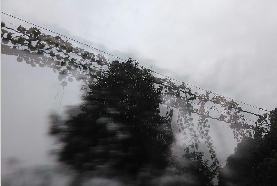 Electric wires are wrapped in vines