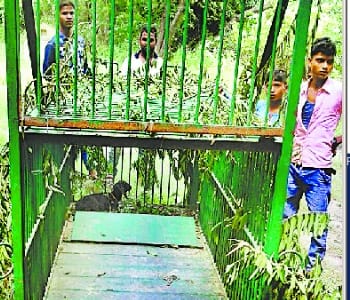 Leopard shows, panic in the villagers