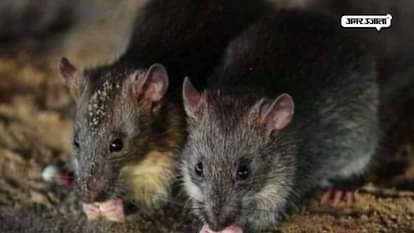 BIHAR MINISTER RAJIV RANJAN NEW STATEMENT ON FLOOD, MICE ARE RESPONSIBLE FOR FLOODS