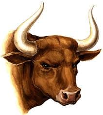 Bull killed slammed the man