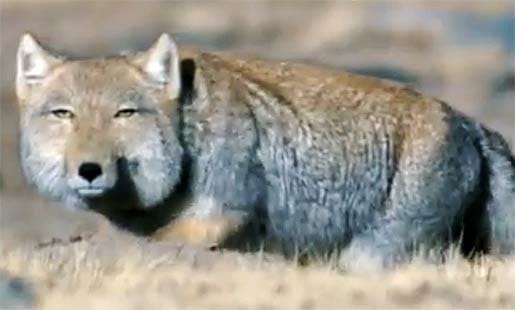 uttarakhand himalaya saves tibetan fox and wild dogs