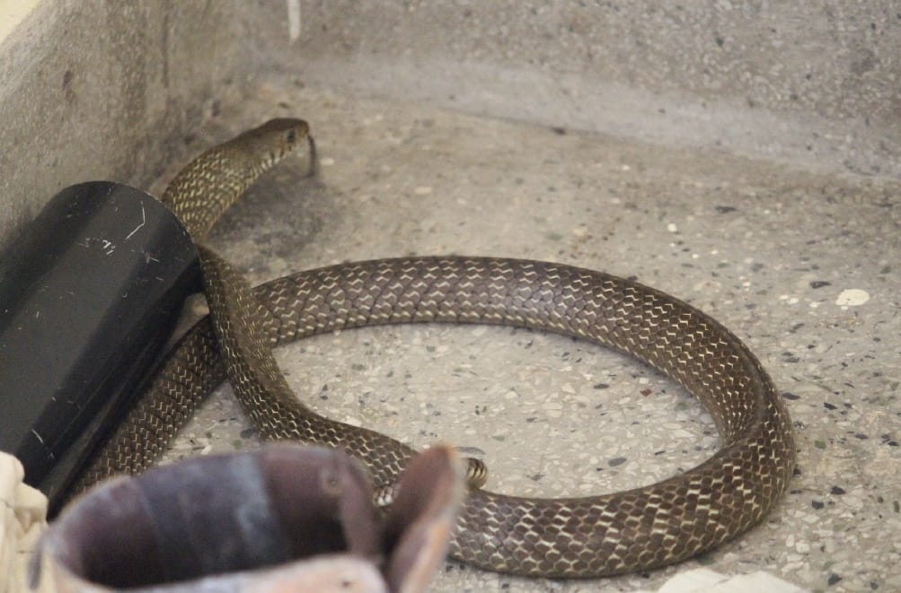 Most poisonous snake found in house room