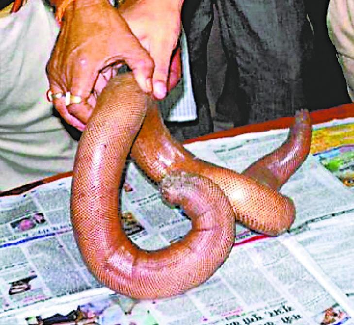 Sentboa snakes recovered, four smugglers arrested