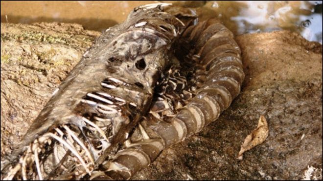 worlds giant cobra found in uttarakhand