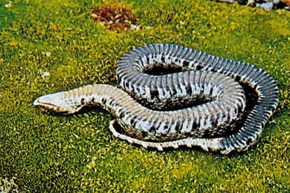 worlds giant cobra found in uttarakhand