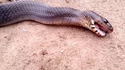 worlds giant cobra found in uttarakhand