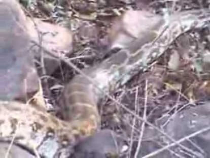 worlds giant cobra found in uttarakhand
