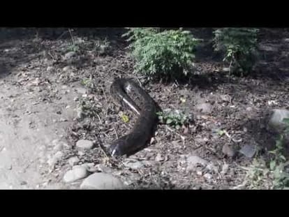 worlds giant cobra found in uttarakhand
