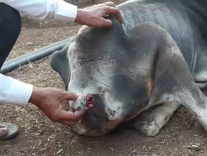 one more rumour taking place in rajasthan
