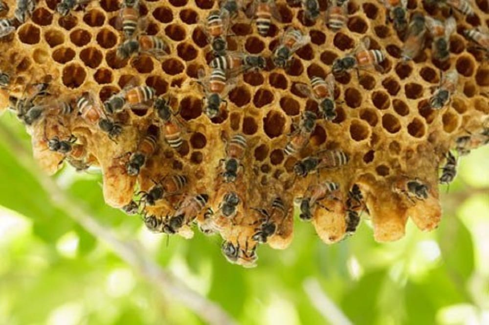 UP: Saharanpur honey is pleasing to foreigners, order received from Australia, wax will also be exported