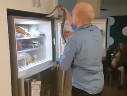 Watch video Man Pulls Out Python Hiding In Fridge