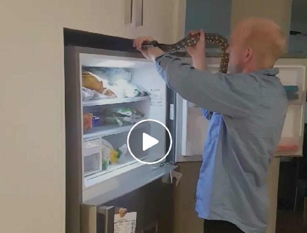 Watch video Man Pulls Out Python Hiding In Fridge