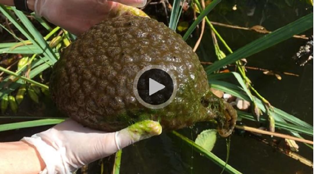 A mysterious Brain Like blob found in canada