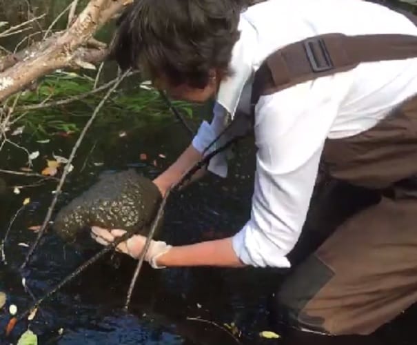 A mysterious Brain Like blob found in canada