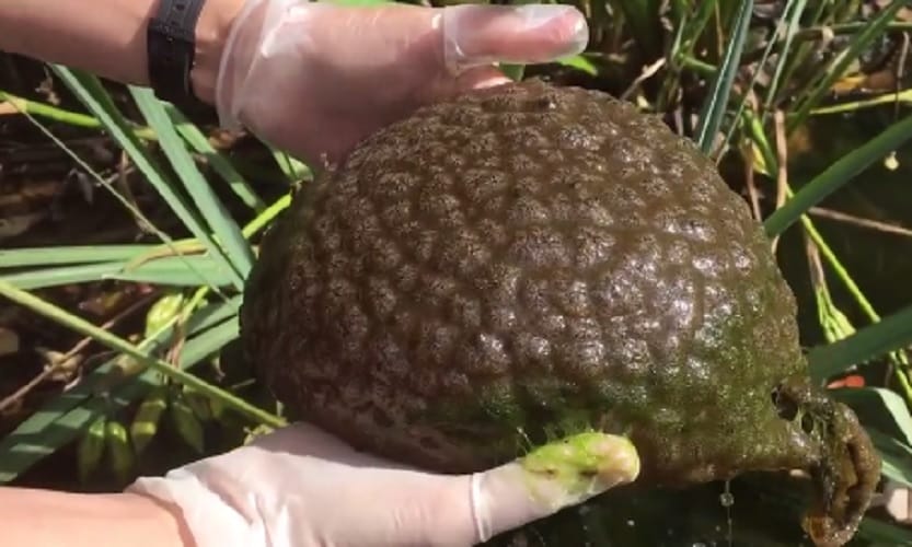 A mysterious Brain Like blob found in canada