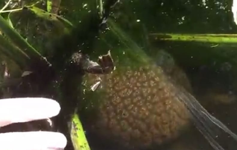 A mysterious Brain Like blob found in canada