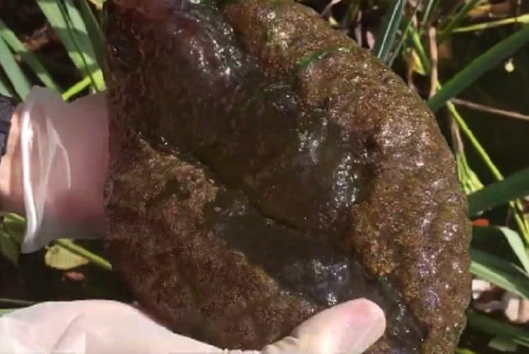 A mysterious Brain Like blob found in canada