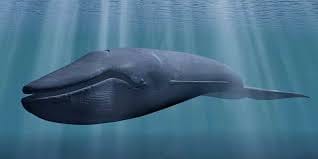 Blue Whale Game: Find Aware Camp in School