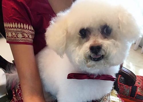 Bridal mehendi with pet dog face instead of groom name or picture is viral for good   reason