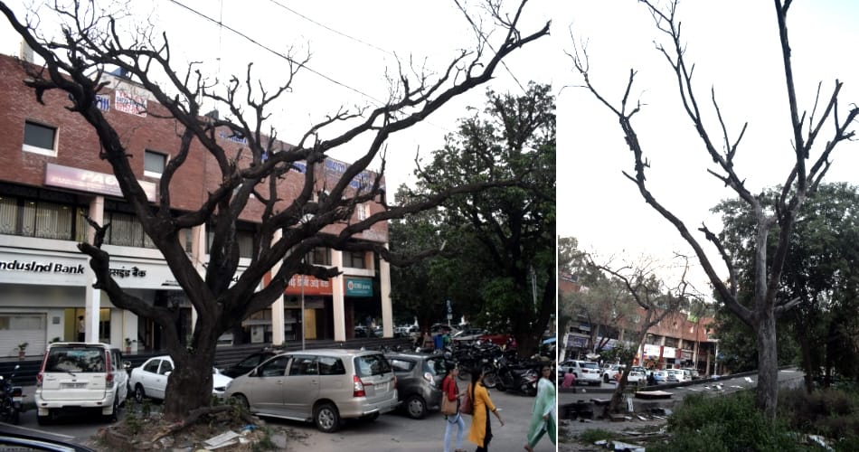 Dried-up trees, branches posing danger to people