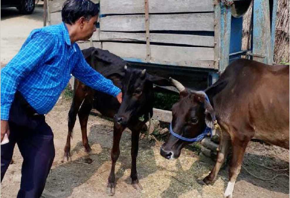 Revenue team examines sick animals, villages vaccination