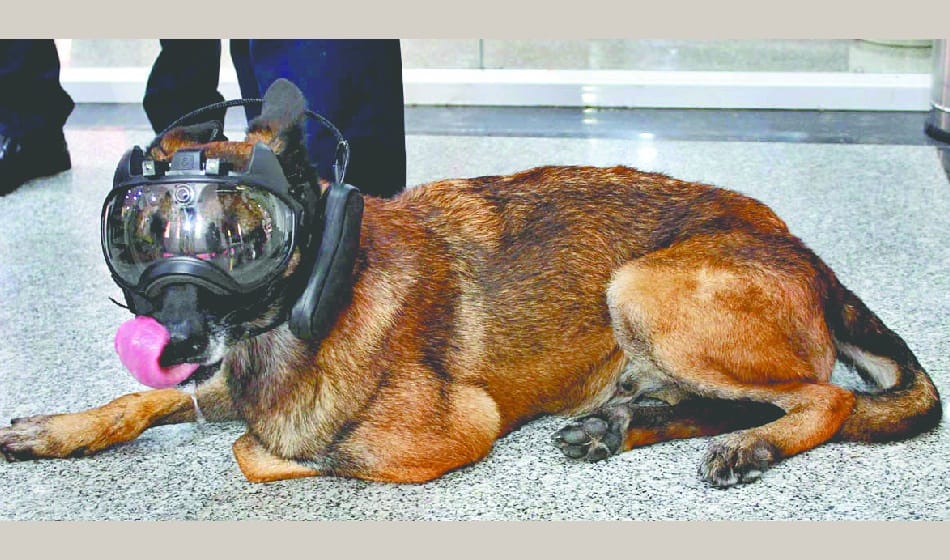 two days k nine seminar held in nsg and trained dogs will find terror marks