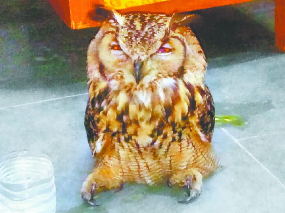 Owl Killed in Hathras, Five arrest