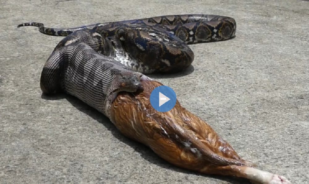 Watch how python disgorge pet cat in Thailand