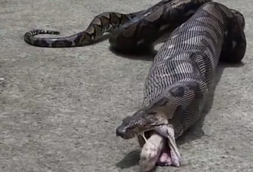 Watch how python disgorge pet cat in Thailand