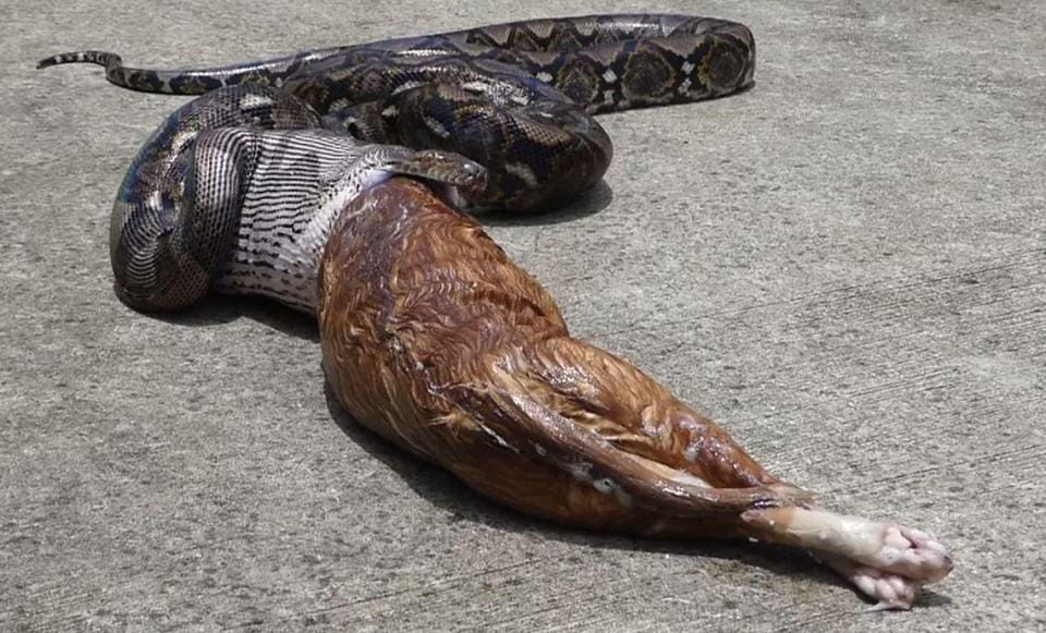 Watch how python disgorge pet cat in Thailand