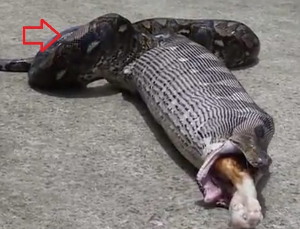 Watch how python disgorge pet cat in Thailand