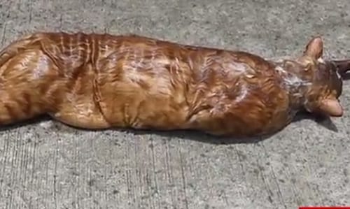 Watch how python disgorge pet cat in Thailand