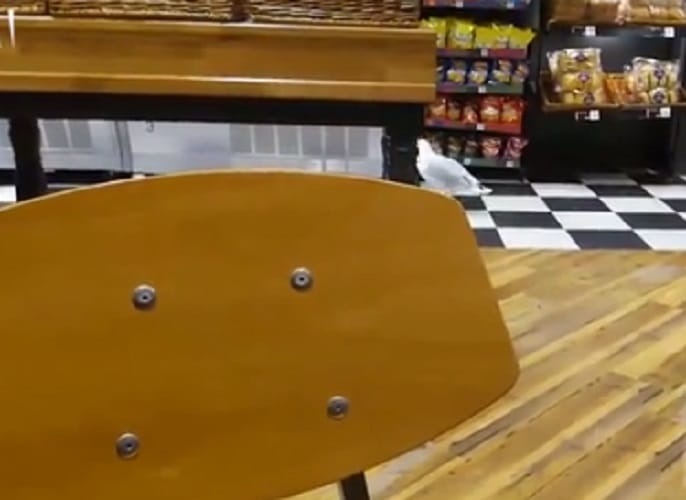Hilarious moment a shoplifting seagull steals a bag of Walkers crisps watch video 