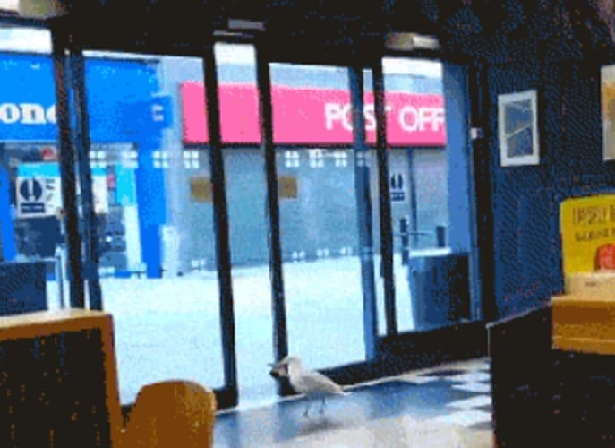 Hilarious moment a shoplifting seagull steals a bag of Walkers crisps watch video 