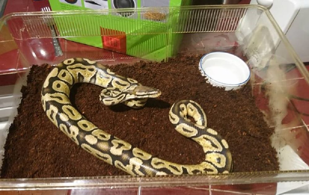 man found python in basement name it t swift python