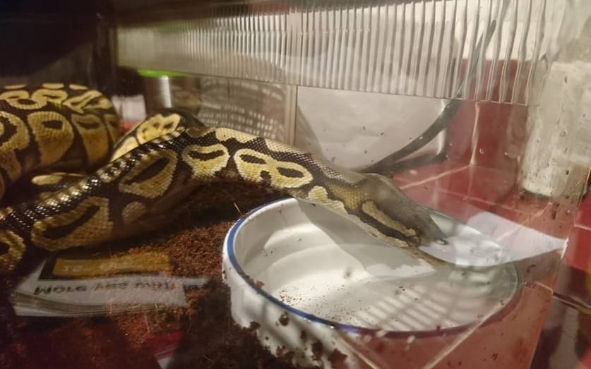 man found python in basement name it t swift python