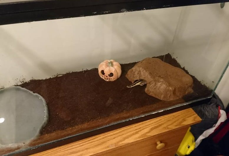 man found python in basement name it t swift python