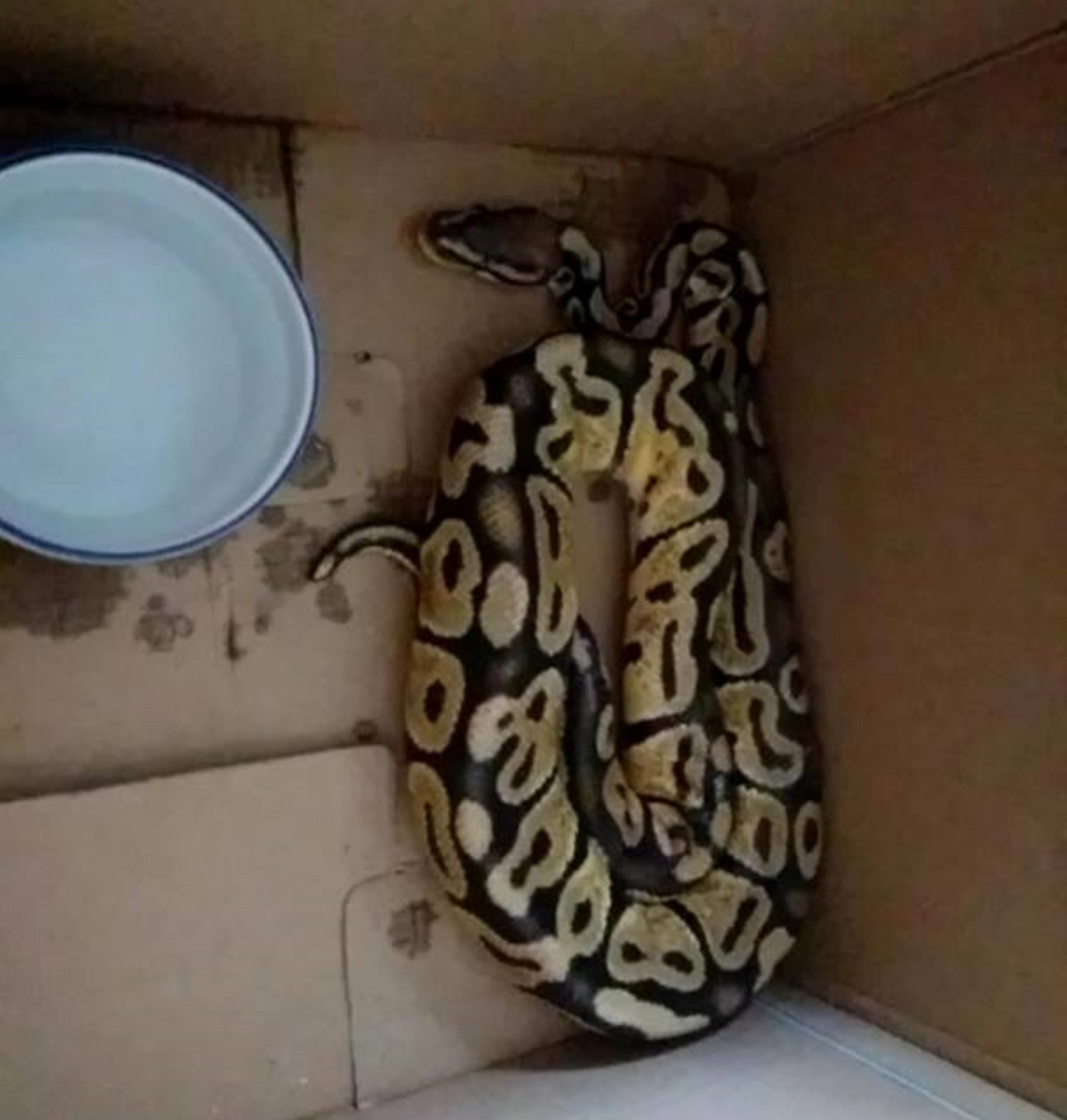 man found python in basement name it t swift python