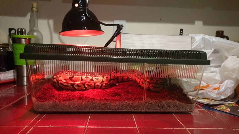 man found python in basement name it t swift python