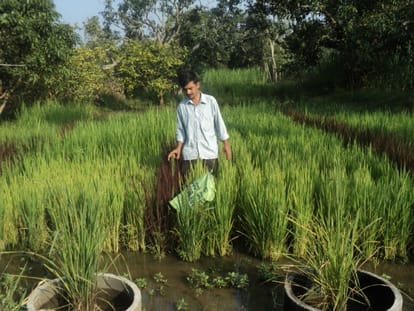 syed ghani khan conserving 800 indigenous paddy varieties